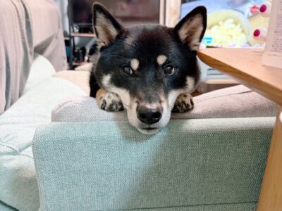 タイトル